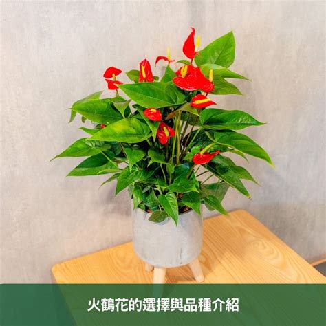 紅掌|紅掌（火鶴花）的常見品種及資料